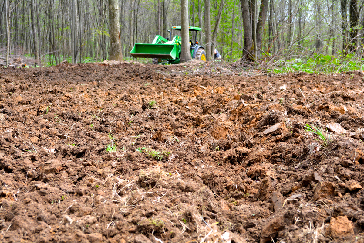 The Best 5 Food Plots To Plant This Year Bone Collector