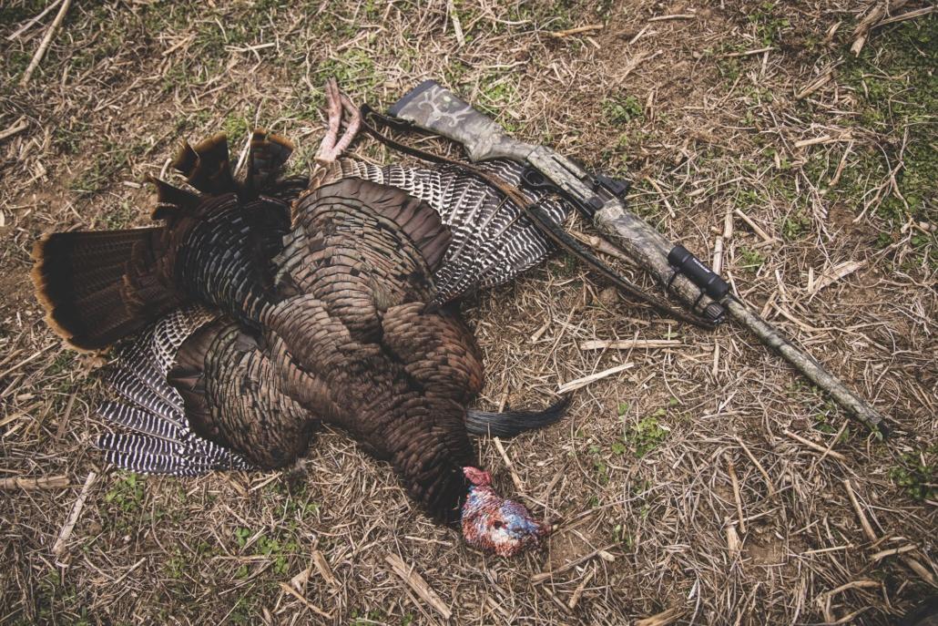 Hen Turkey Calls | Sounding Like a Real Hen