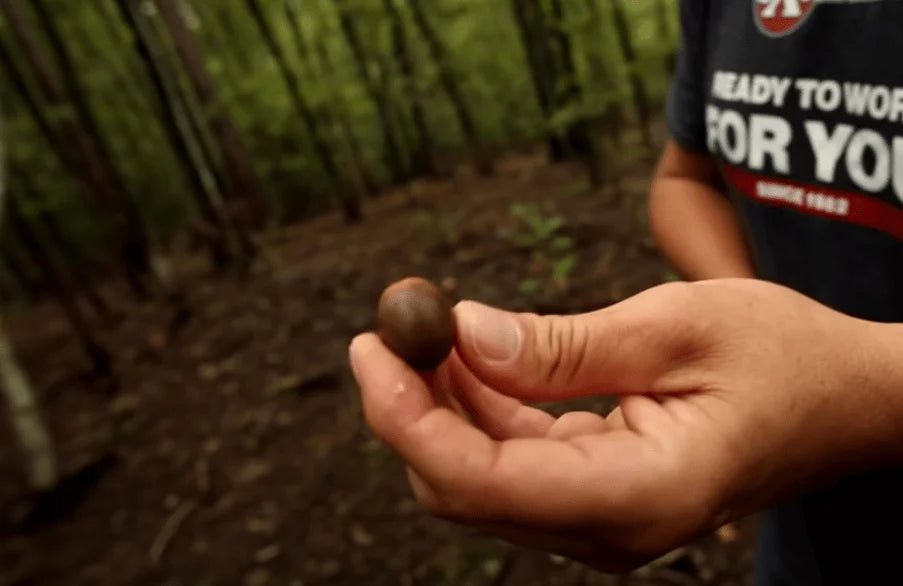 Finding and Hunting Acorns | Oaks and Whitetails