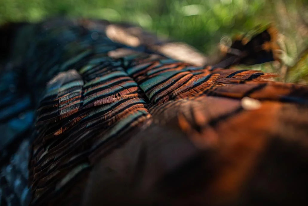 How to Kill a Tom on Opening Day | Turkey Hunting Strategies