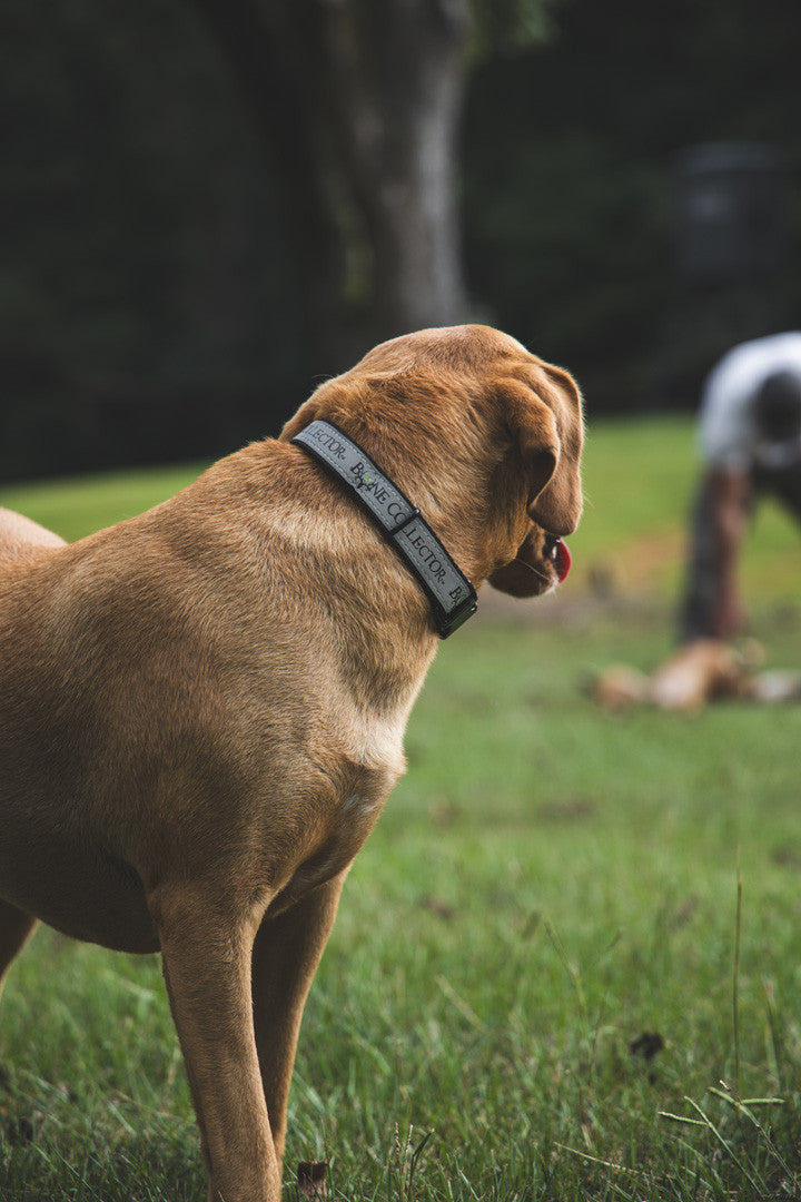 Bone Collector Reflective Pet Collar