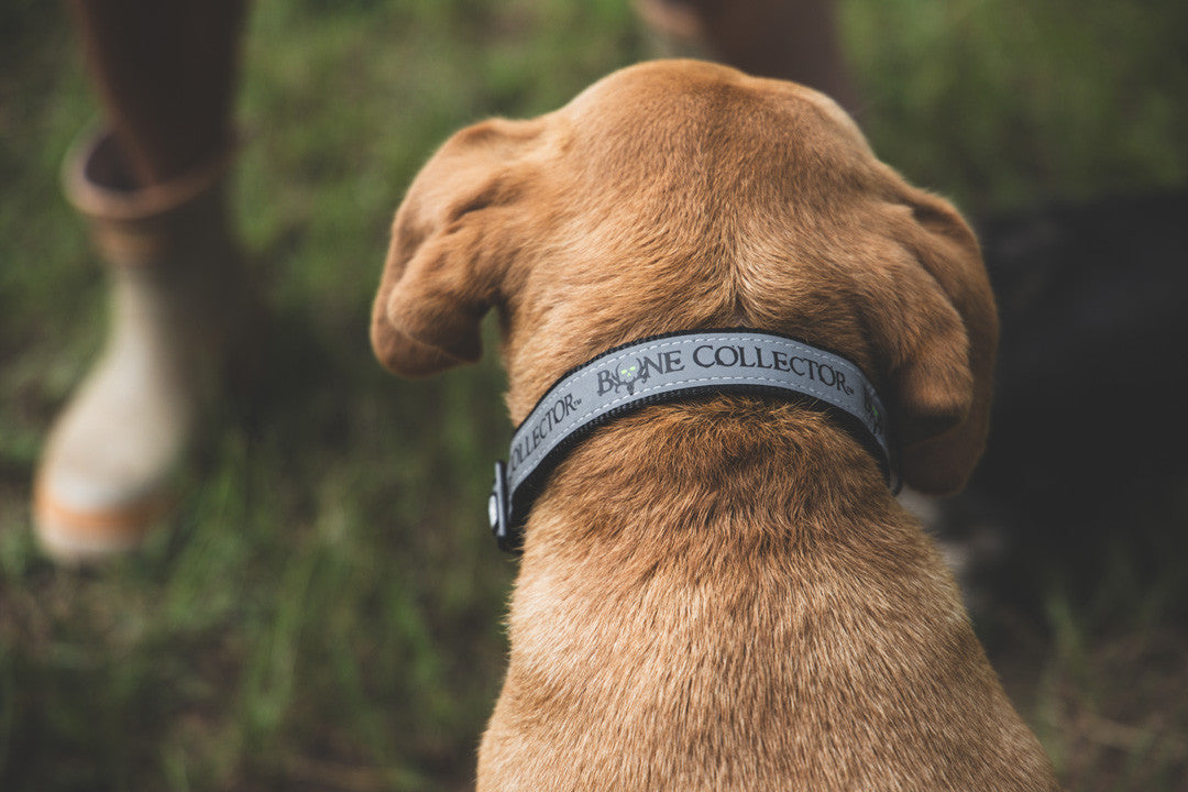 Bone Collector Reflective Pet Collar
