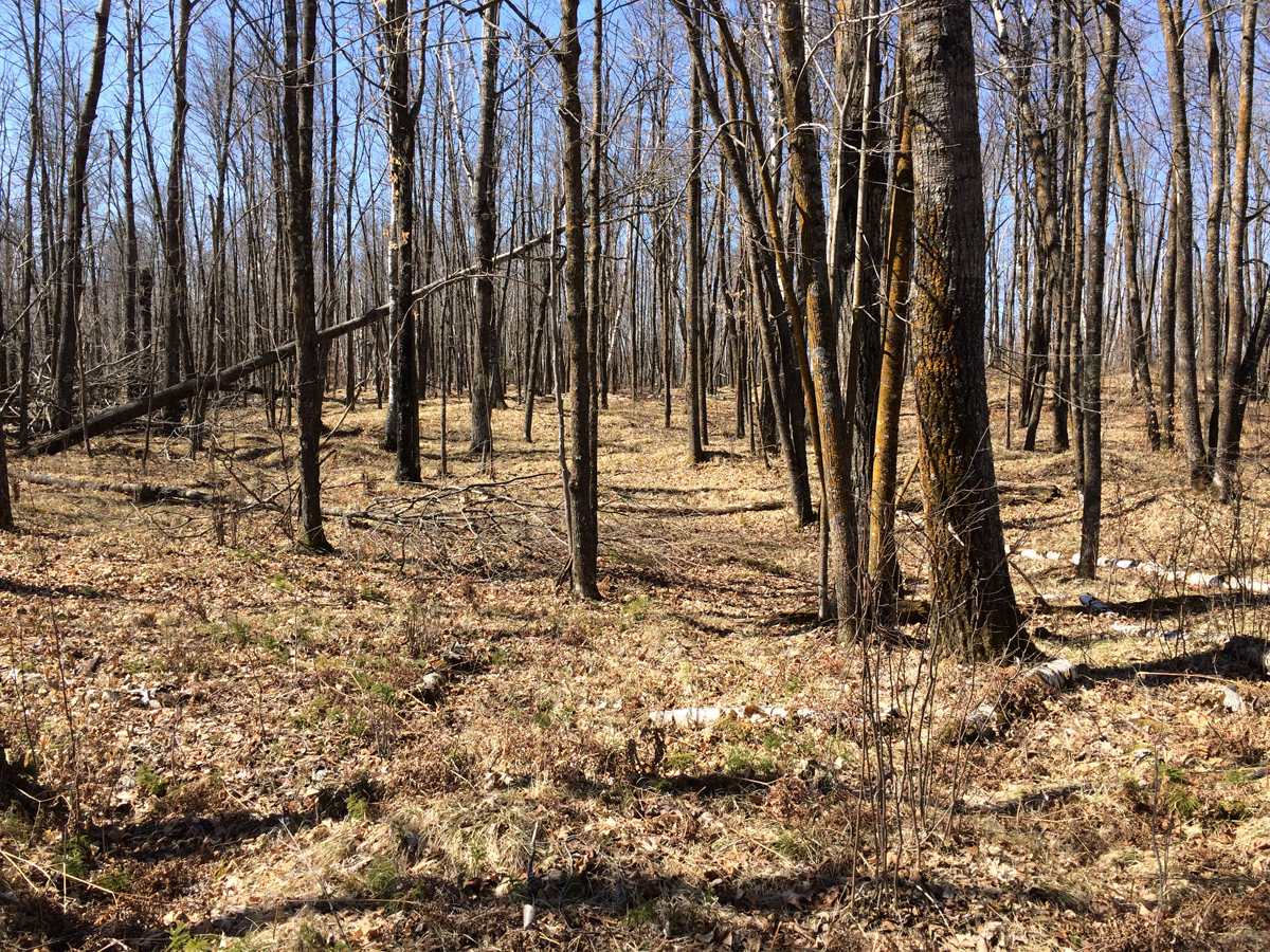 The Most Effective Turkey Hunting Decoy Strategies - Bone Collector