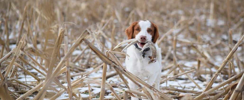 best duck hunting dogs that dont shed