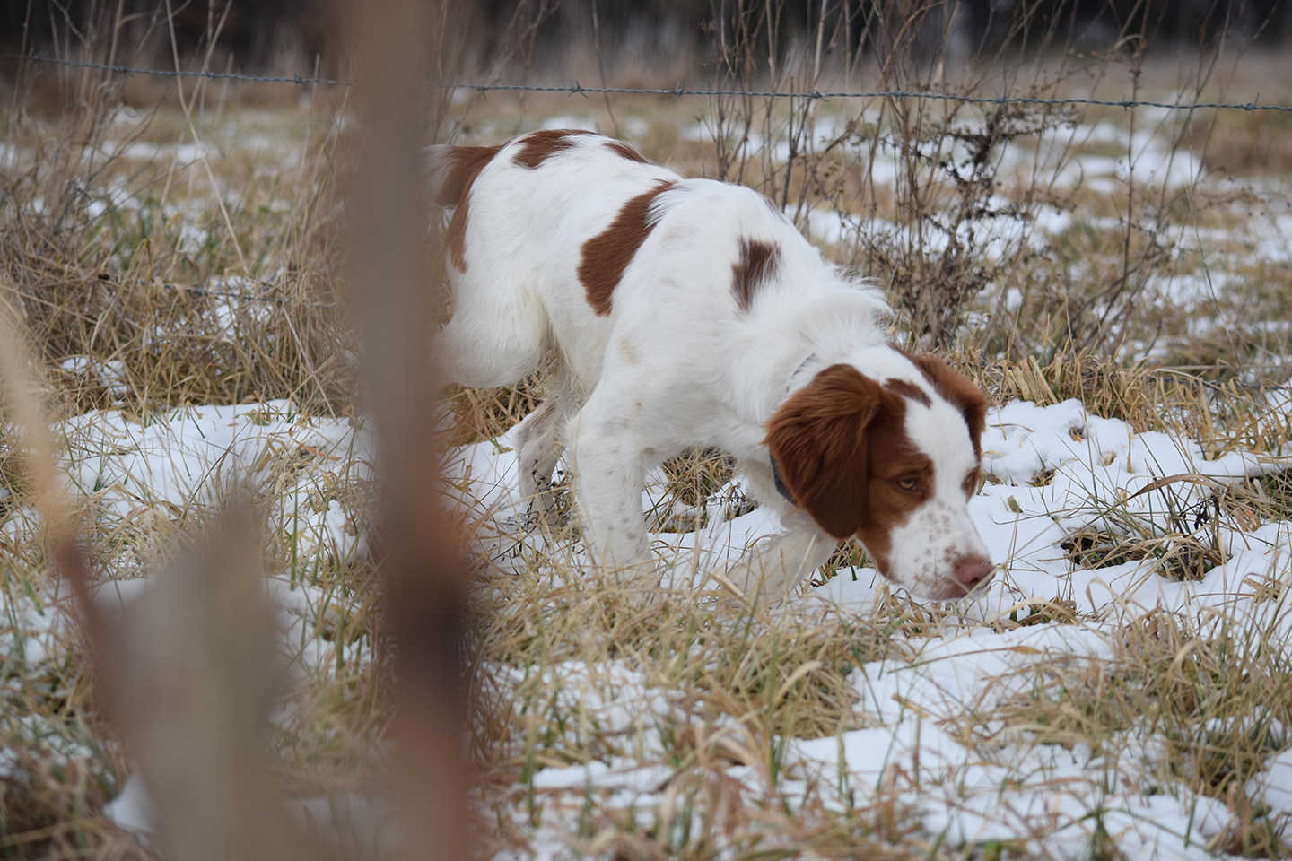 hunting dog breeds that dont shed